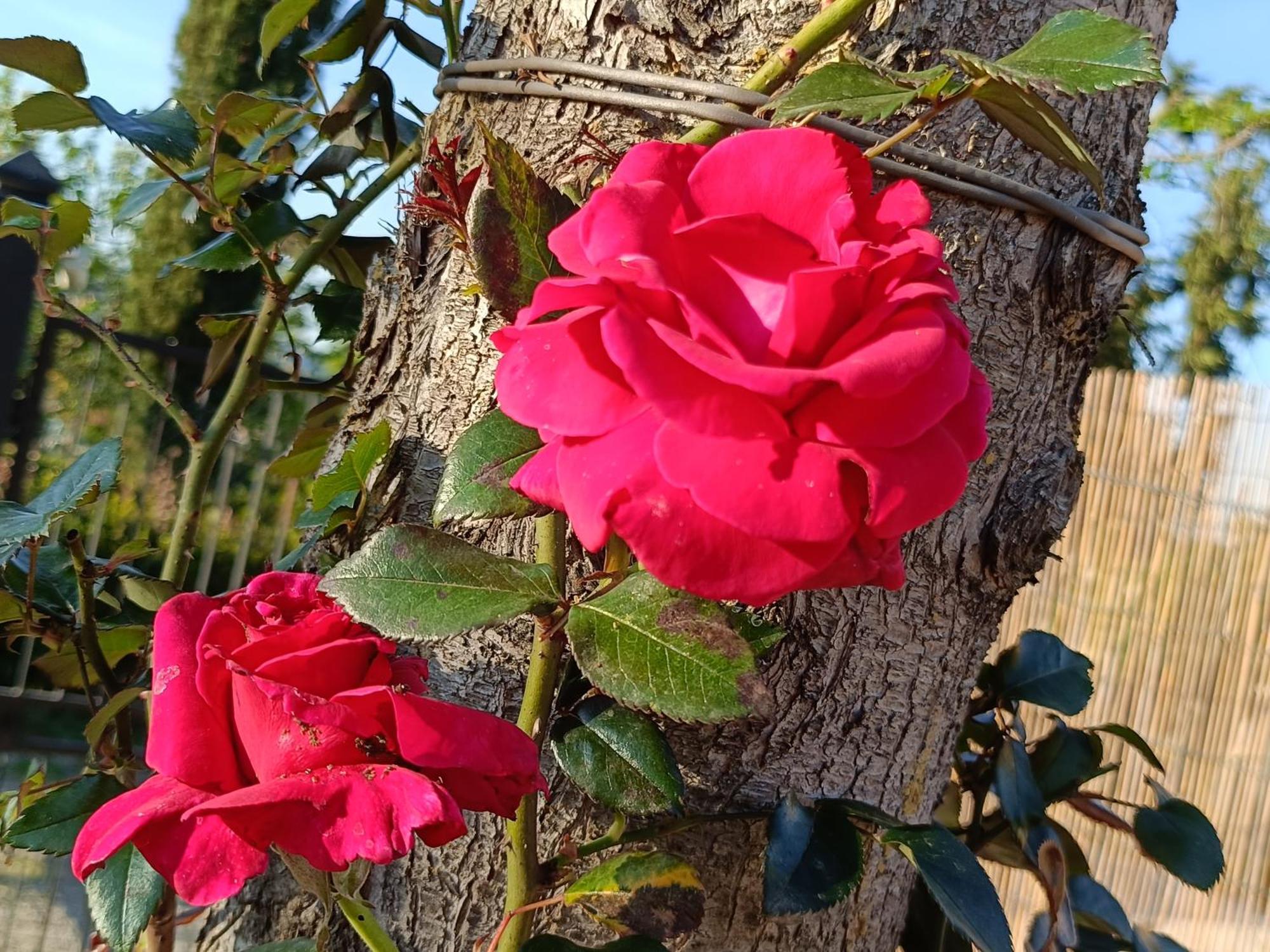 Villa Casa Orneto Poggibonsi Esterno foto